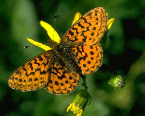 Butterflu2[1].jpg