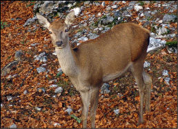 fauna6[1].jpg